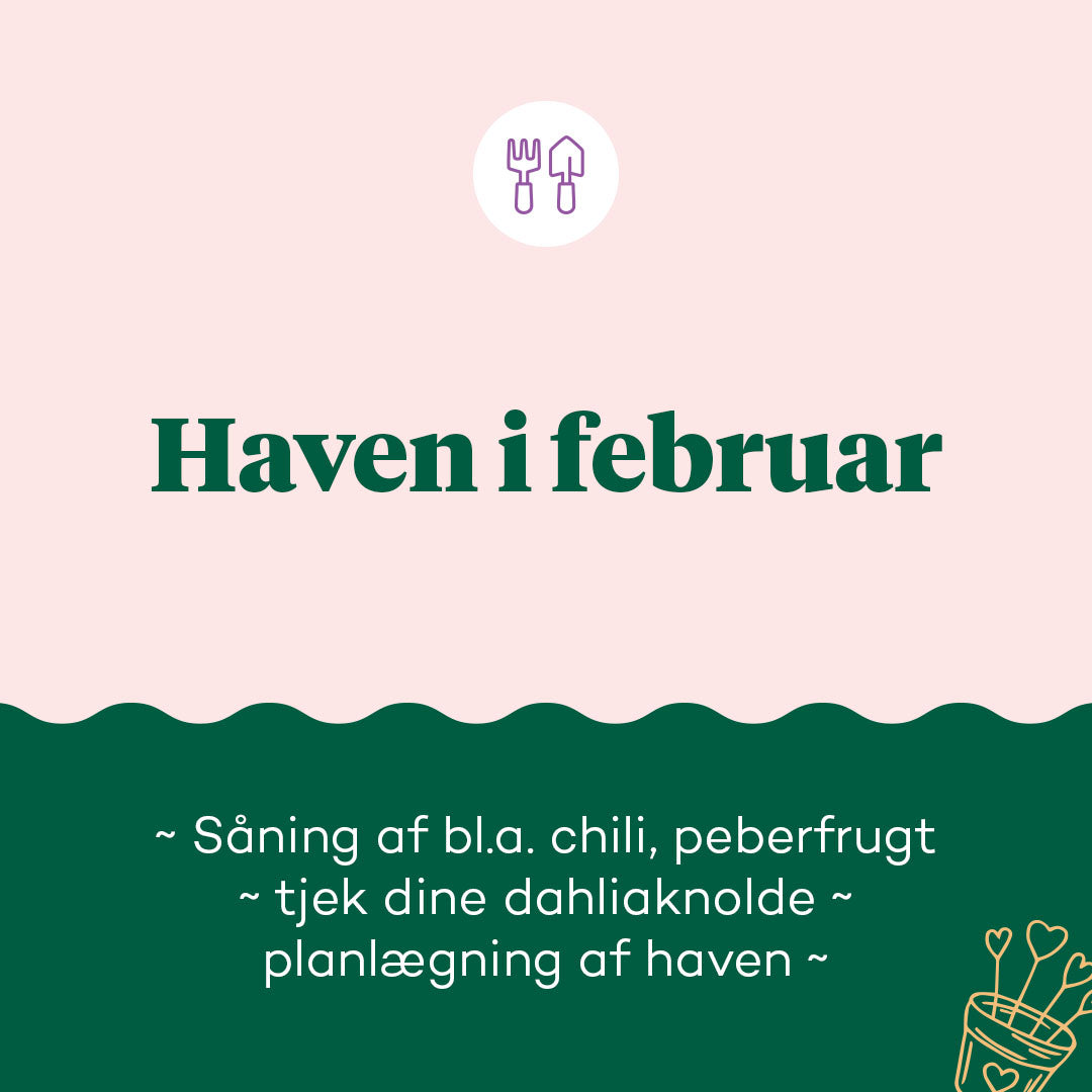 Haven i februar | Hvad skal du dyrke i februar?